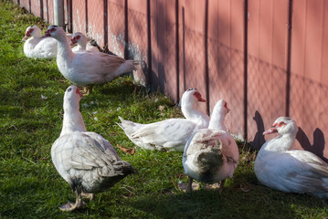 Barbarie-Enten wärmen sich in der Herbstsonne, Deutschland, Geflügelzucht
