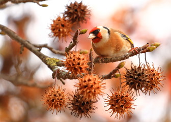 European goldfinch
