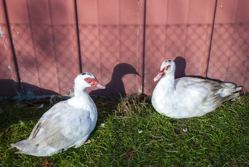 Zwei Barbarie-Enten wärmen sich in der Herbstsonne, Deutschland, Geflügelzucht