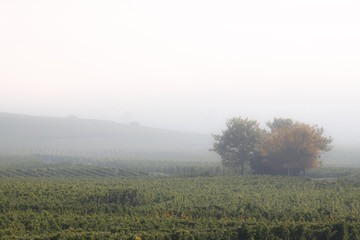 Fototapeta na wymiar Alsatian vineyards