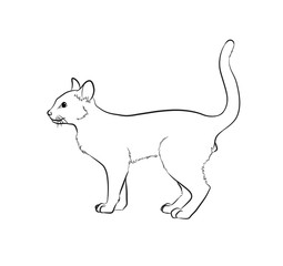 Cat Sketching Vector Illustration