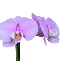 Pinke Phalaenopsis Orchidee isoliert vor weißem Hintergrund