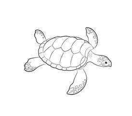 Tortoise Drawing Vector Illustration
