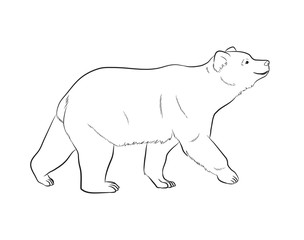 Bear Drawing Vector Illustration