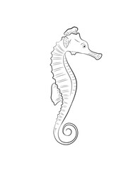 Seahorse Drawing Vector Illustration - obrazy, fototapety, plakaty