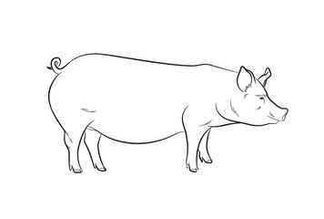 Pig Drawing Vector Illustration