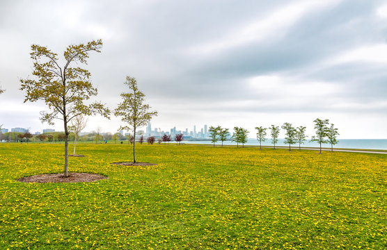 Chicago South Lake Shore, Spring Landscape Of Green Field With Yellow Flowers, And Trees.