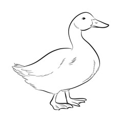Duck Sketching Vector Illustration
