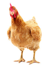 Brown hen isolated.