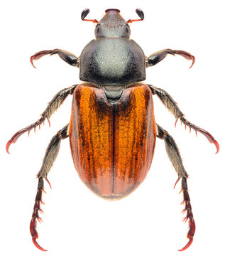 Scarab beetle Anisoplia austriaca isolated on white background, dorsal view of Scarabaeidae beetle.