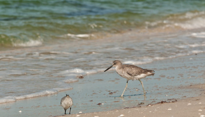Two Whimbrel birds / Two Whimbrel birds on a tropical shoreline feeding on tiny crustaceans on a beach in the Gulf of Mexico