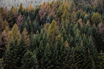 Fototapeta premium Alberi