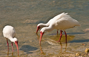 Obraz premium Three white Ibis / seabirds, feeding in a tropical pond on a sunny autumn day