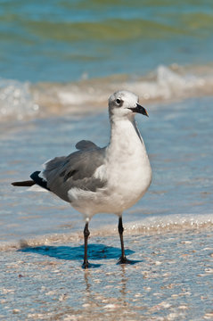 Single seagull /  Single seagull standing on a tropical shoreline waiting to scavenge for next meal on the gulf of Mexico