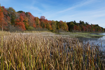 Fall foliage at edge of river bayou