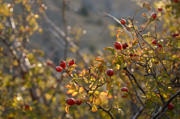 The beautiful bushes of wild rose in the rays of sunset on the mountain of Crimea