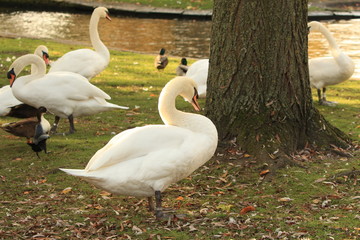 a flock of white swans on the shore of the lake