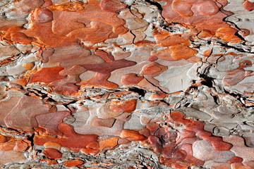 Red Pine Bark Background