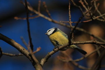 titmouse on a branch