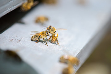 bees on the frame fighting