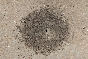 Initial stage of an ant nest establishment on the spring dirt road