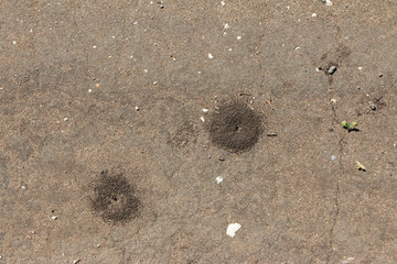 Initial stage of an ant nest establishment on the spring dirt road