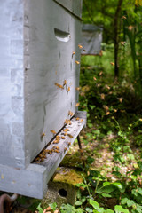 Obraz na płótnie Canvas bees exiting the frame