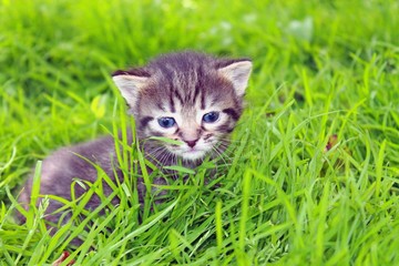 Naklejka na ściany i meble striped little kitten playing in the green grass