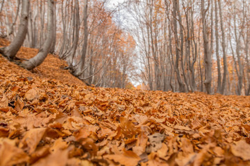 Beechwood Timparossa, Etna Park - Catania, Sicily