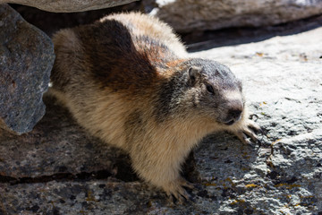 marmotte vanoise 1