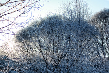 winter snow covered tree branches