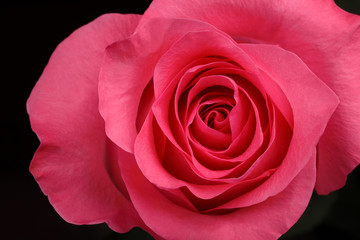 single pink rose on a black background