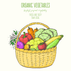 Harvest of vegetables in the basket. Hand drawn vector illustration. Engraved style.