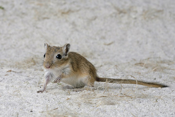 Mongolische Rennmaus auf Sand guckt in die Kamera