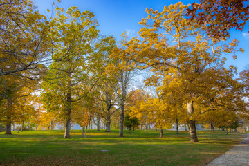Point Park Trees