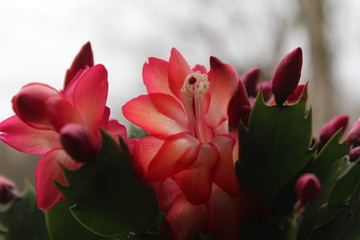 Obraz premium Red flower in garden Finland