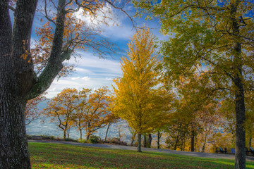 Fototapeta premium Point Park Trees
