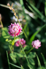 Purple clover meadow