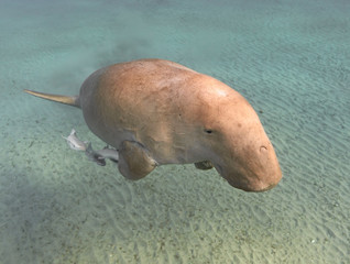 Dugong dugon (seacow or sea cow) swimming in the tropical sea water