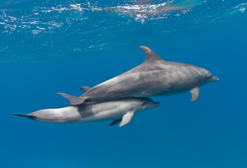 Famille de dauphins (mère et bébé) nageant sous l& 39 eau dans la mer bleue
