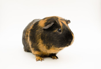 Meerschweinchen-Potrait (glatt, kurzhaarig, brindle rot-schwarz) guckt seitw&auml;rts