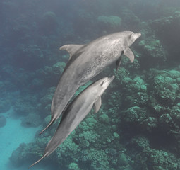 Obraz premium Bottlenose dolphins family (mother and baby) swimming underwater in the sea near the coral reef