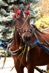 bay horse with decorative bridle portrait, close-up