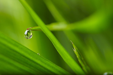 water drops on the green grass