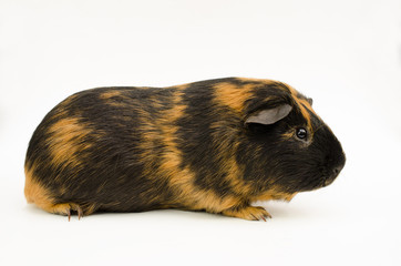 Meerschweinchen-Portrait seitlich (glatt, kurzhaarig, brindle rot-schwarz)