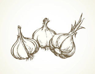 Garlic. Vector illustration