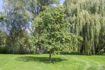 Castanea sativa tree during early autumn in the park, branches full of sweet chestnuts in spiny...