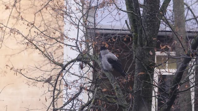 Crow on a tree 4K UHD