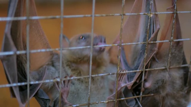 Closeup shot fruit bats hanging in cage in zoo