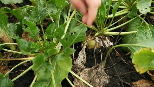 Farmer checked for ripeness fresh sugar beets on the field farm